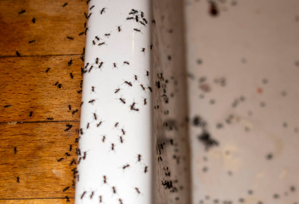 Best Pest Inspection Near Me  in Ionia, MI