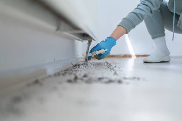Best Termite Control Services  in Ionia, MI